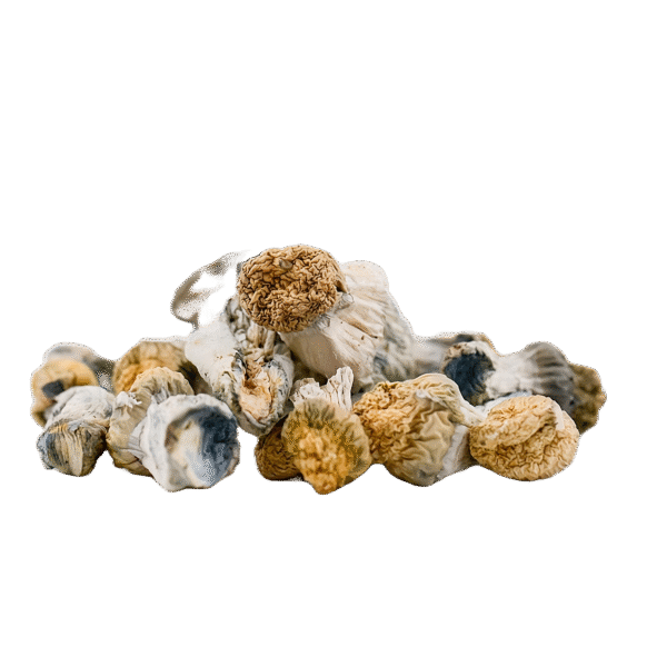 voyager 5 Voyager's Ascent - Bluey Vuitton Mushrooms